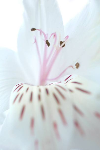 Tender white floral background with alstroemeria flower petals with red spots, pink pistils and stamens - Photo, Image
