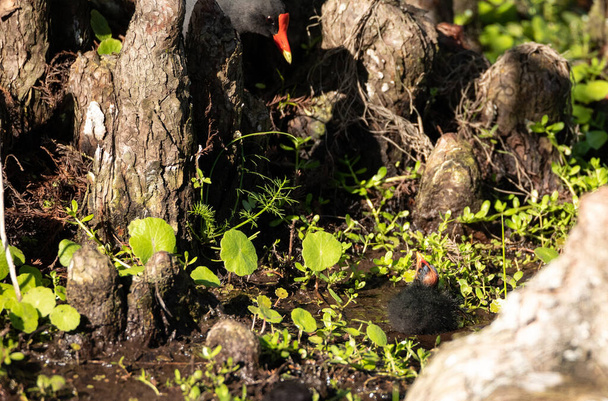 Gallinule pourpre d'Amérique Porphyrio martinicus avec un petit poussin dans un marais à Naples, Floride. - Photo, image