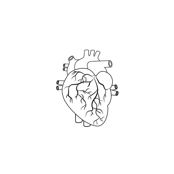 Modern Minimalist Human Heart Line Icon Vector. Signe de contour cardiaque simple pour l'anatomie humaine, concept médical ou de santé. Symbole d'anatomie cardiaque isolé sur fond blanc. - Vecteur, image
