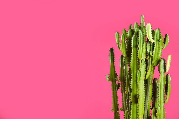 Beautiful cactus on pink background, space for text. Tropical plant - Foto, Imagem