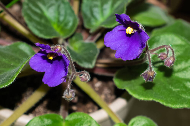 Крупним планом молоді фіолетові квіти в горщику на початку весни
 - Фото, зображення