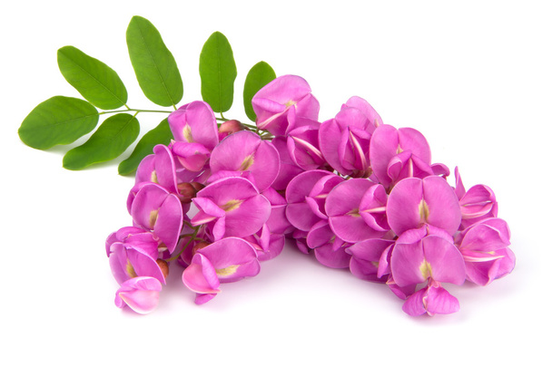 purple sophora flower - Photo, Image