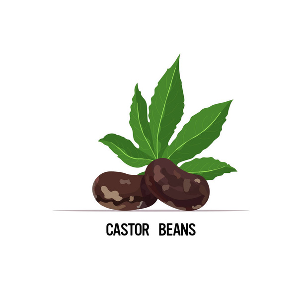 castor beans with leaf organic healthy vegetarian food isolated on white background - Vetor, Imagem