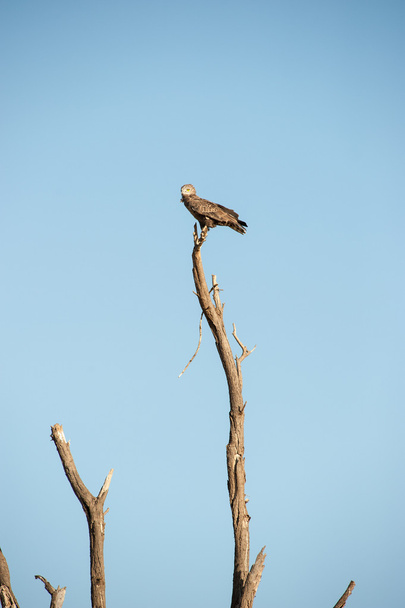 Aves de presa
 - Foto, Imagen
