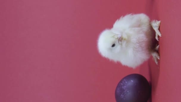 Vertikální video Roztomilé kuřátko mlaskání, velikonoční zajíček a barevné vejce. Růžové pozadí. Video karta - Záběry, video