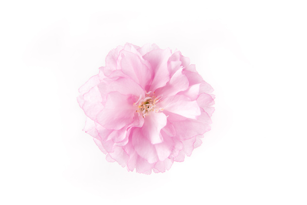 Primavera Flores de cerezo, cabeza de flor rosa aislada sobre fondo blanco - Foto, Imagen