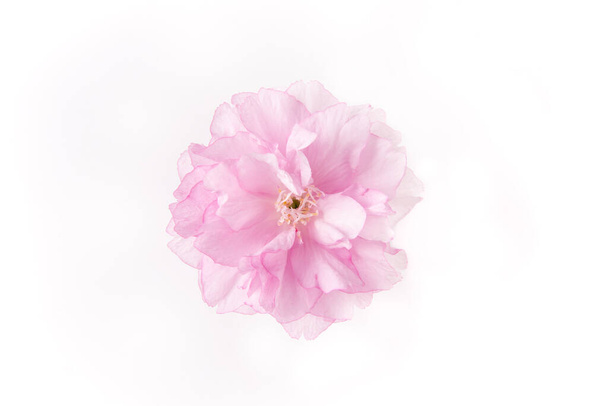 Primavera Flores de cerezo, cabeza de flor rosa aislada sobre fondo blanco - Foto, imagen