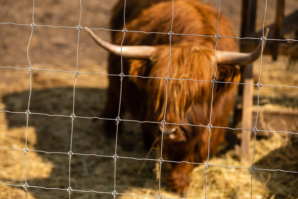 Highland cow brown in a cage. - Zdjęcie, obraz