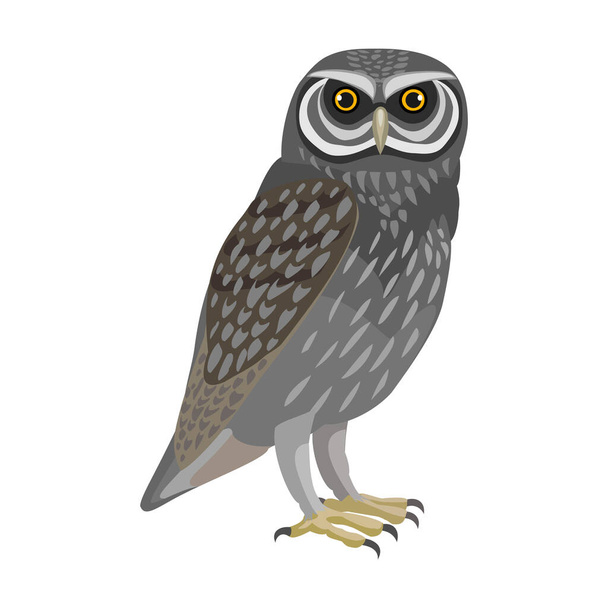 Owl bird cartoon vector illustration of icon. .Vector icon of animal owl. Isolated cartoon illustration of bird animal on white background. - Διάνυσμα, εικόνα
