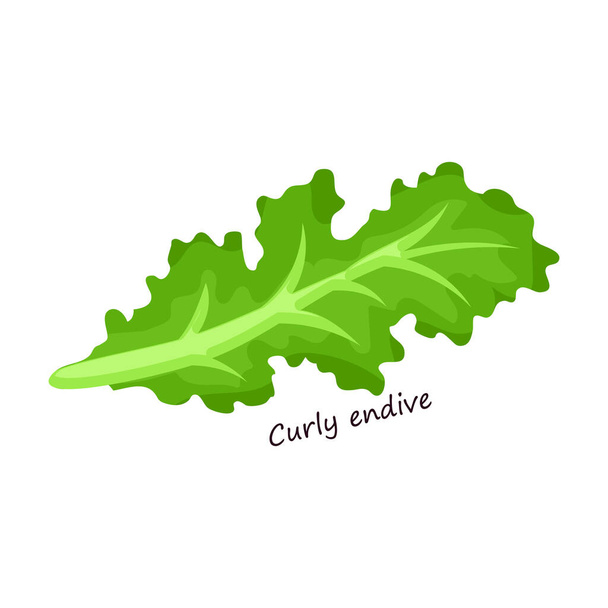 Lettuce and salad cartoon vector of icon.Cartoon vector illustration leaf of lettuce. Isolado folha de ilustração de ícone de salada. - Vetor, Imagem