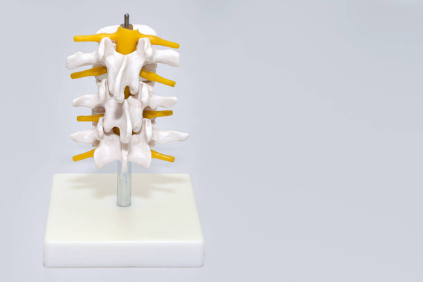 Menselijke wervelkolom plastic model voor chirurgie in de kliniek. Anatomische modellen van gewrichten en zenuwen. Onderdeel van kunstmatig lumbaal ruggengraat model in neurologie kantoor. Medisch, gezondheids-, lichaamszorgconcept, ruimte voor tekst - Foto, afbeelding