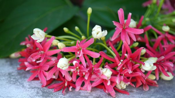 Rangoon creeper flower - Photo, image