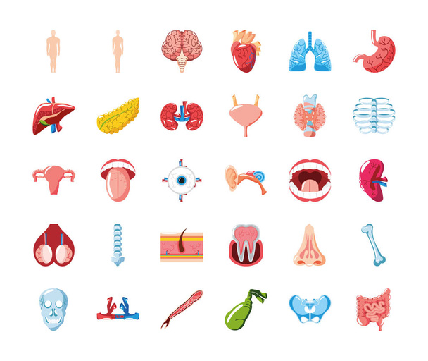 Anatomie menschlicher Organe - Vektor, Bild