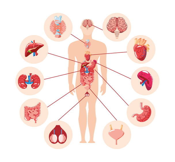 menselijk lichaam inwendige organen - Vector, afbeelding