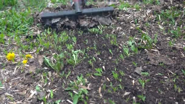 Garden cleaning with Rake. Cleaning of fallen leaves with rakes. - Footage, Video