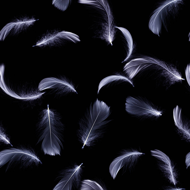 Feather black. White pastel angel feather closeup texture falling on black background for seamless pattern wallpaper. Abstract. Light blue color trends and vintage - Photo, Image