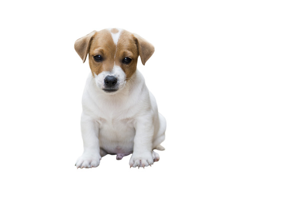 Jack russel štěně  - Fotografie, Obrázek