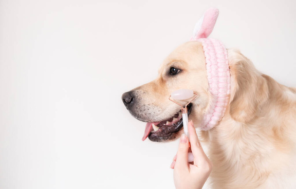 Piękny pies z różowym wałkiem do masażu twarzy. Golden Retriever siedzi na białym tle w różowej opasce do włosów i z rolką kwarcową. Strona główna pielęgnacja twarzy. - Zdjęcie, obraz