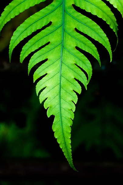 Fern leaves in the forest - Фото, изображение