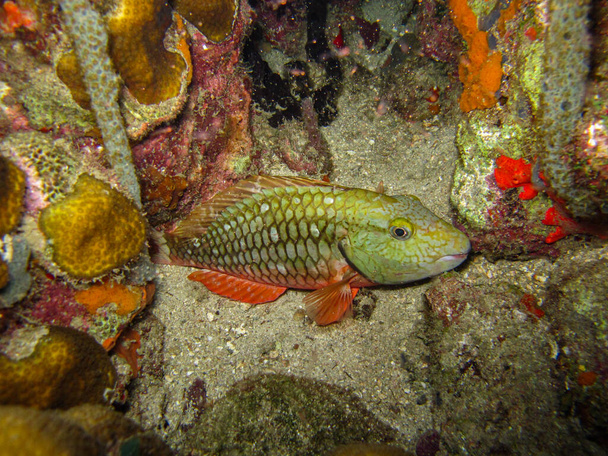 タロナ国立自然公園のParrotfish Sparisoma viride - 写真・画像