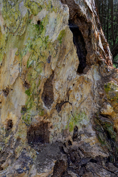 oude rotte boomstam met gaten gemaakt door een specht in het rivierwoud van Tulln, Oostenrijk - Foto, afbeelding