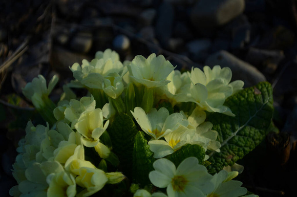 Perennial primrose or primula in the spring garden. Spring primroses flowers, primula polyanthus, white primroses in spring woods. Beautiful colors of primrose in the garden. Nature background - Photo, Image