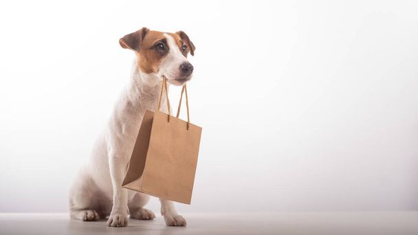 Porträt des Hundes Jack Russell Terrier mit einer Papiertüte im Mund auf weißem Hintergrund - Foto, Bild