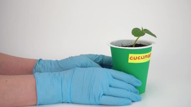 pot for seedlings in womens hands on a white background. small cucumber sprout. hands in household gloves. concept of breeding plant seedlings and gardening hobbies.  - Footage, Video