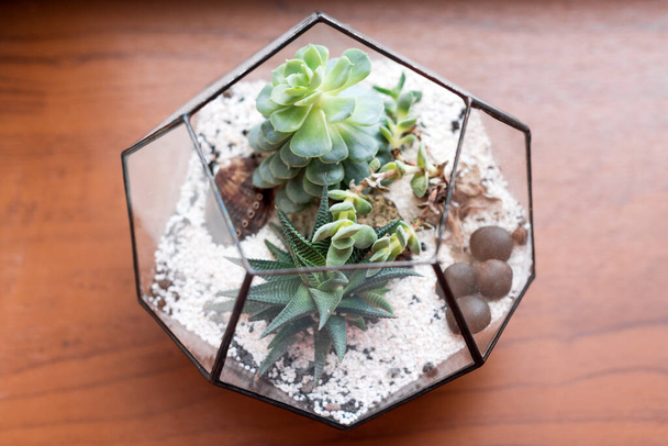 Mini soczysty ogród w szklanym terrarium na drewnianym parapecie. Sukulenty z piaskiem i kamieniami w szklanym pudełku. Elementy dekoracji wnętrz - Zdjęcie, obraz