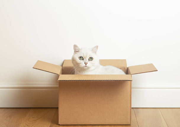 Cat in a box. A funny cat sits in a cardboard paper box against the background of a white empty wall. - Foto, Imagen