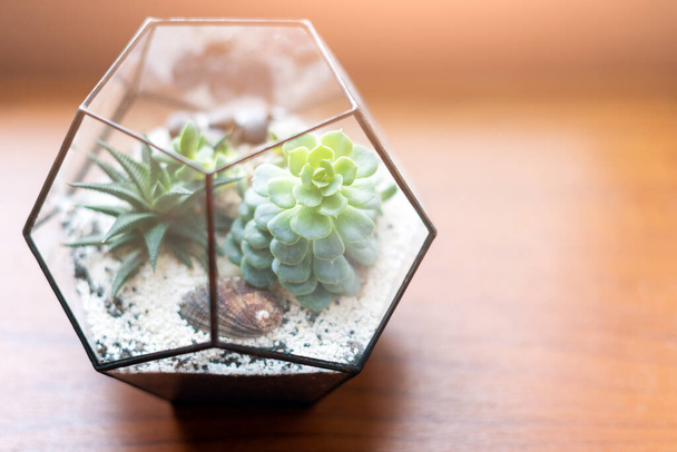 Mini giardino succulento in terrario di vetro sul davanzale in legno. Succulente con sabbia e rocce in scatola di vetro. Elementi di decorazione domestica - Foto, immagini