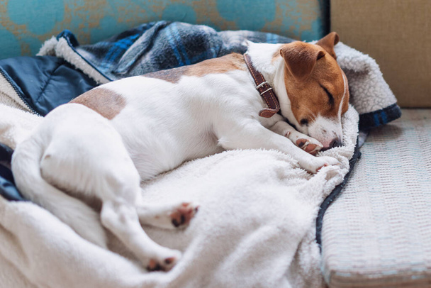 かわいいジャックは犬が彼の所有者の暖かいジャケットの上で寝て販売しています。犬は休んでいるか、シエスタを持っている、夢を見て - 写真・画像