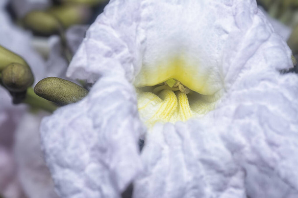 közeli felvétel a tecoma stans virág. - Fotó, kép