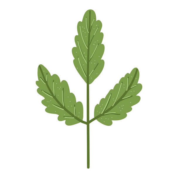 Vector designer elements of natural leaves herbs - Vetor, Imagem