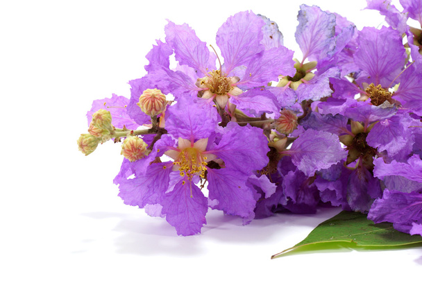 Violet color of Queen's crape myrtle flower on white background. - Photo, Image