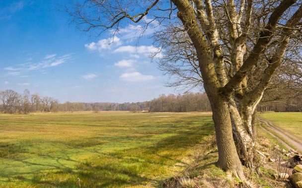 Old trees in the nature reserve near Oudemolen, Netherlands - Foto, imagen