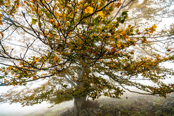 Падшие листья в лесу дополняют осенний сезон. Лесной массив Отаррета, природный парк Горбеа, Бизфелия, Испания - Фото, изображение