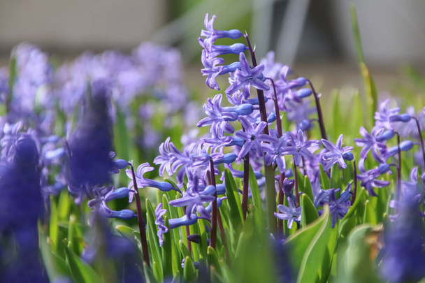 Imagen de primer plano de un hermoso jardín de primavera con jacintos frescos y coloridos - Foto, Imagen