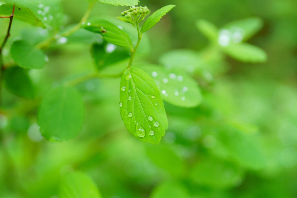 Yeşil yaprağa yağmur damlası - Fotoğraf, Görsel