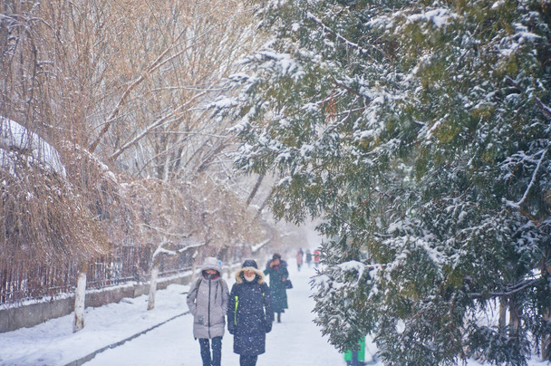 Pinheiros de inverno e flocos de neve sob ele, frio - Foto, Imagem