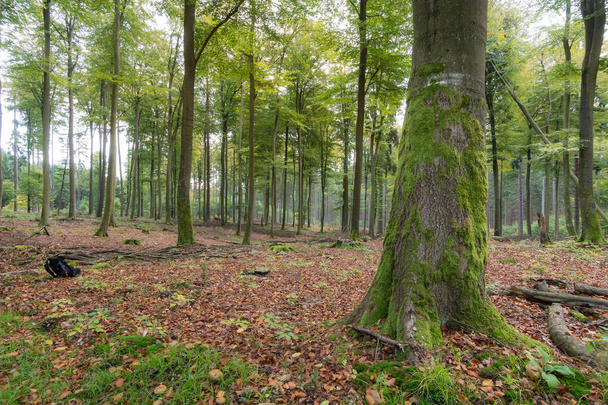Laubwald mit grünen Eichen (Eichenwald) und Laub am Boden bei Tageslicht mit sanftem Licht im deutschen Waldtaunus - Foto, Bild
