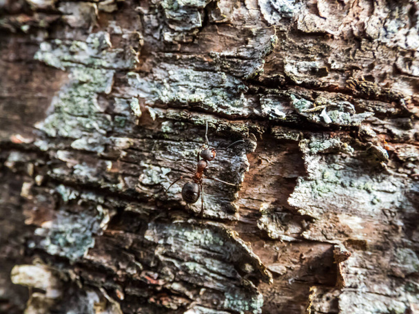 Macro tiro de hormiga de madera roja, madera del sur o hormiga de caballo (Formica rufa) en corteza de abedul - Foto, Imagen