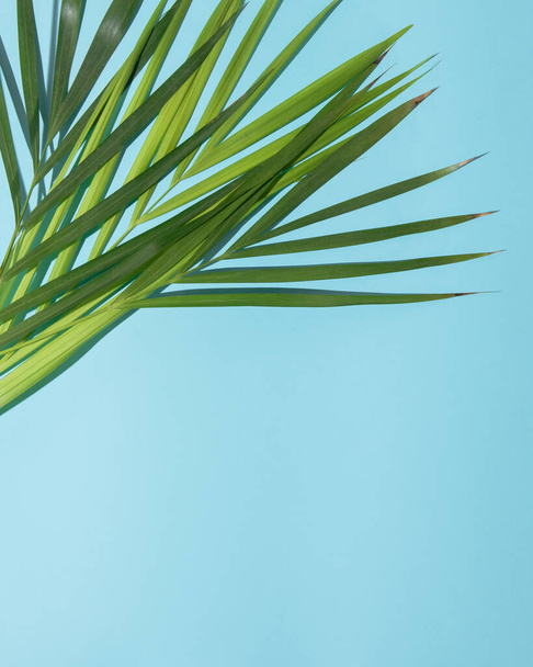 Простір для копіювання внизу. Зелена пальма листя на гілках на світлому фоні блакитного неба. Пласка концепція мінімального природного літа
. - Фото, зображення