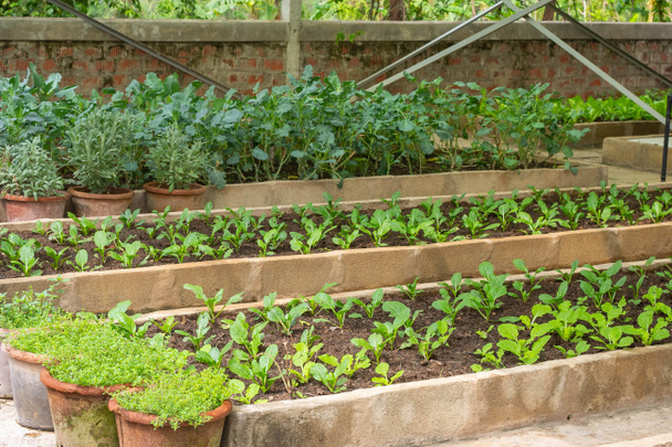 Növényi parcellák Otthon kert Kiosztás, Közösségi zöldségkert  - Fotó, kép