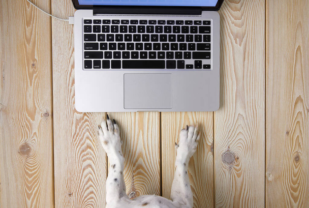 Εικόνα των ποδιών σκύλου μπροστά από το πληκτρολόγιο laptop. Θέα από ψηλά. Κατοικίδια συνομιλία έννοια εικόνα. - Φωτογραφία, εικόνα