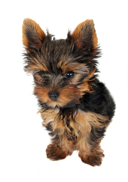 Puppy of the Yorkshire Terrier in front on white background - Photo, Image