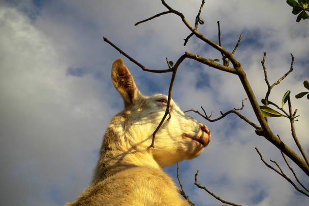 Фотографический снимок момента, когда коза отправляется на поиски foo - Фото, изображение