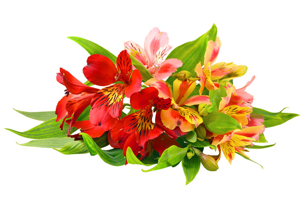 Bouquet isolated - Photo, Image