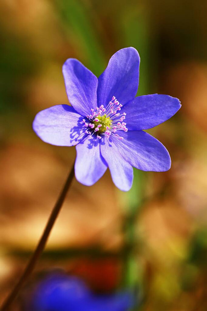Весенний цветок В лесу цветут первые мелкие цветы. Гепатит. (Hepatica nochs)) - Фото, изображение