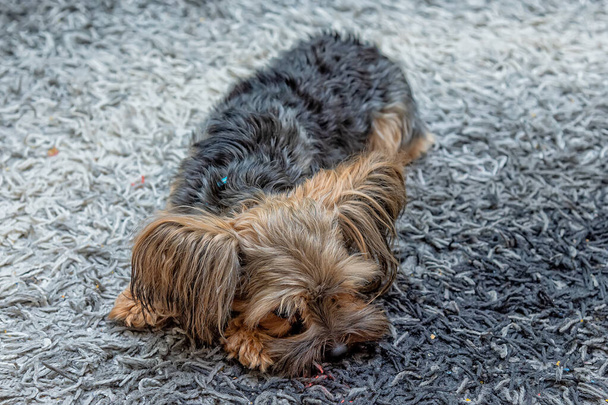 Mignon Yorkshire terrier couché sur le sol. - Photo, image